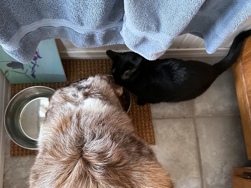 Chien et chat noir partageant leur repas dans deux gamelles
