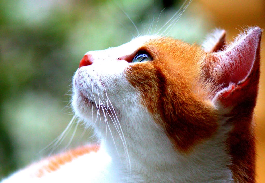 Chat roux et blanc de profil