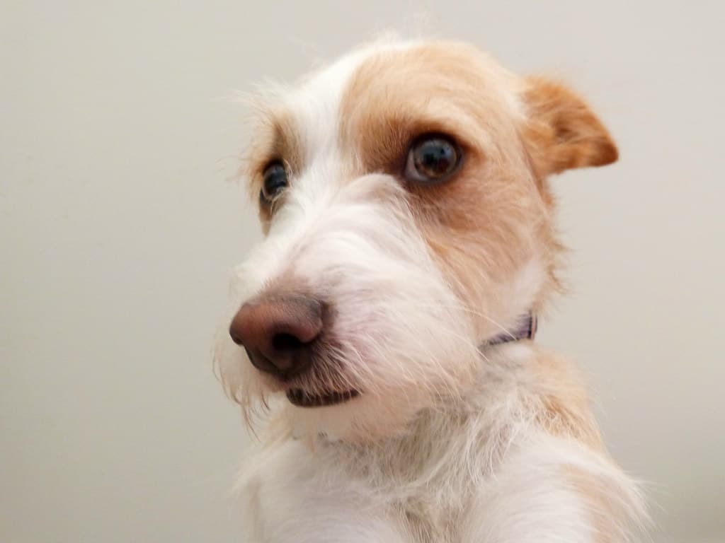 Petit chien terrier au regard attentif