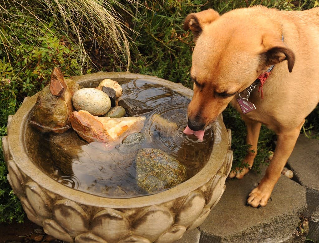 Chien fauve buvant l’eau fraîche d’une fontaine de jardin