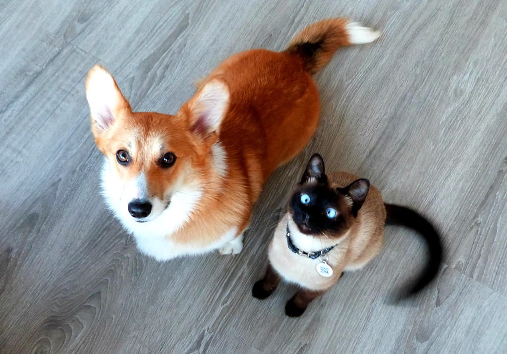 Corgi et chat siamois assis côte à côte, le regard levé