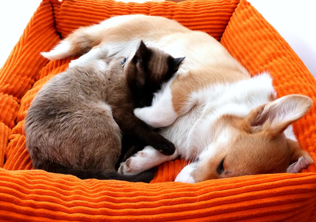 Chat et chien endormis ensemble dans un panier