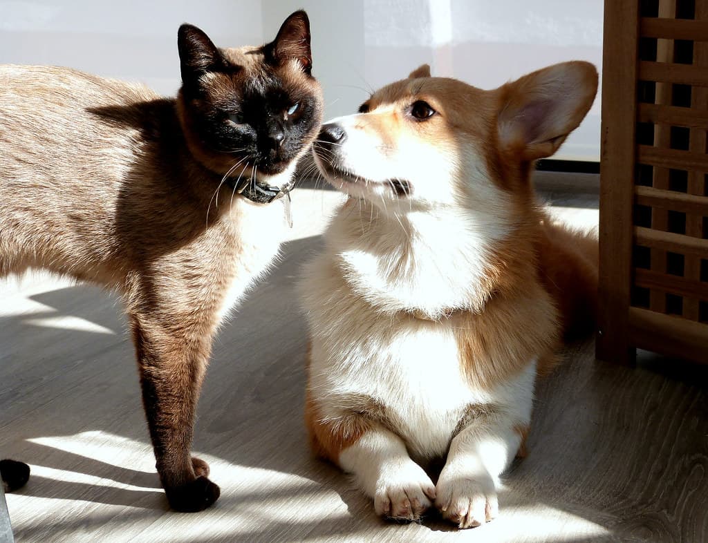 Chat siamois et corgi côte à côte au soleil