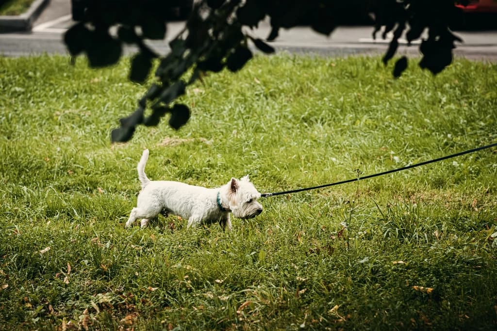 Petit chien blanc promené en laisse dans l’herbe