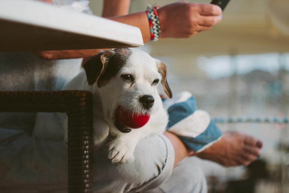 Jack Russell une balle rouge dans la gueule, blotti sur les genoux de son maître