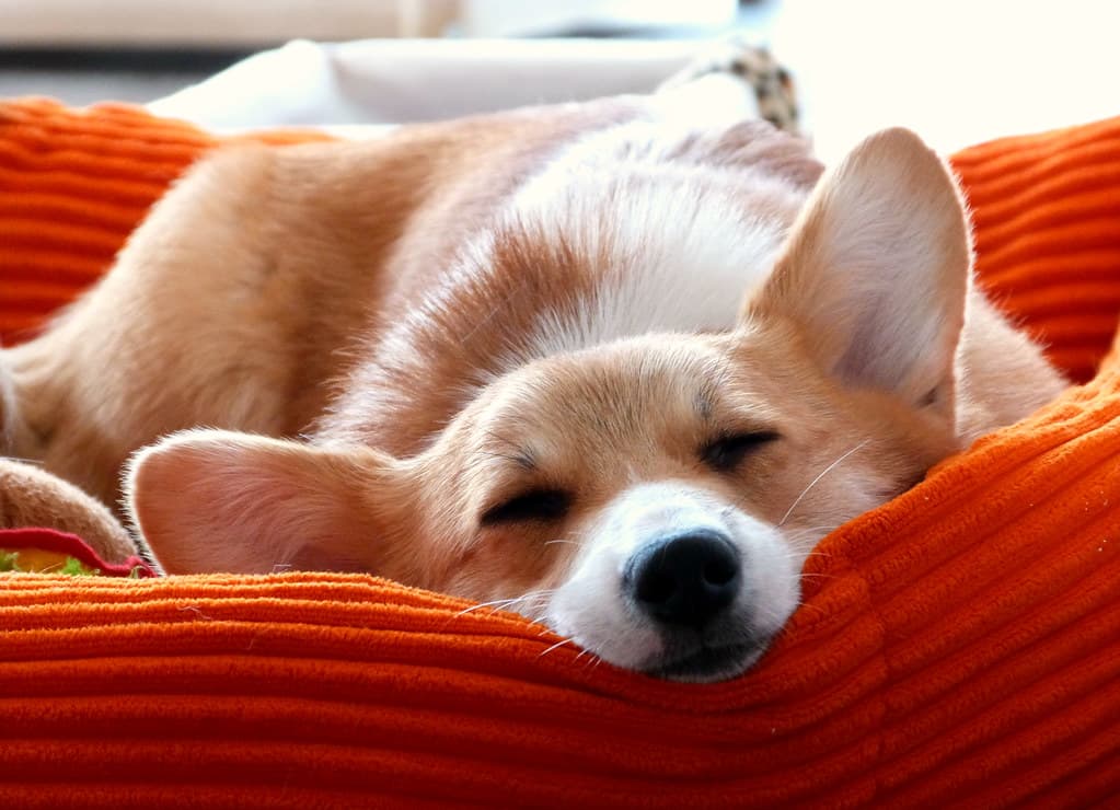 Corgi endormi dans son panier