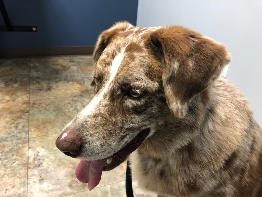 Chien merle attentif dans une salle d’examen vétérinaire